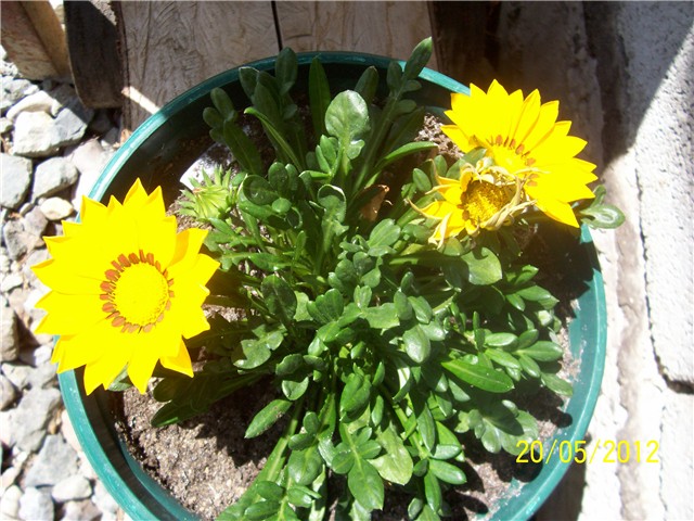 Gazanija